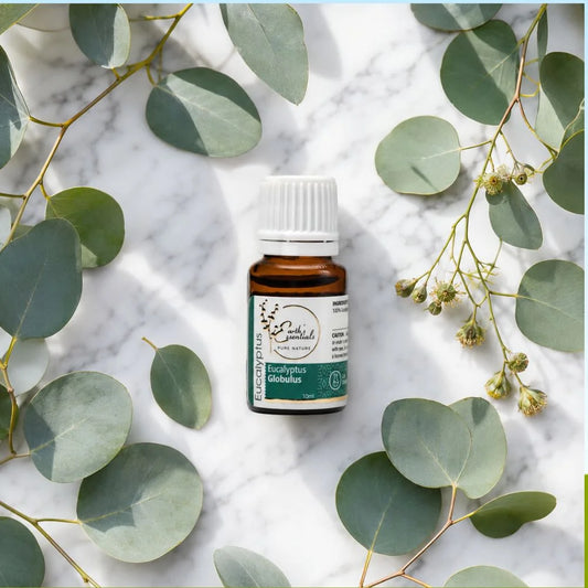 Eucalyptus - Eucalyptus Globulus
