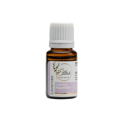 Lavender - Lavandula Angustifolia