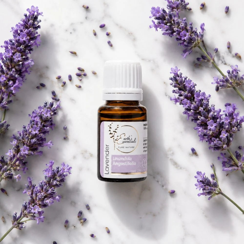 Lavender - Lavandula Angustifolia
