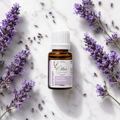 Lavender - Lavandula Angustifolia