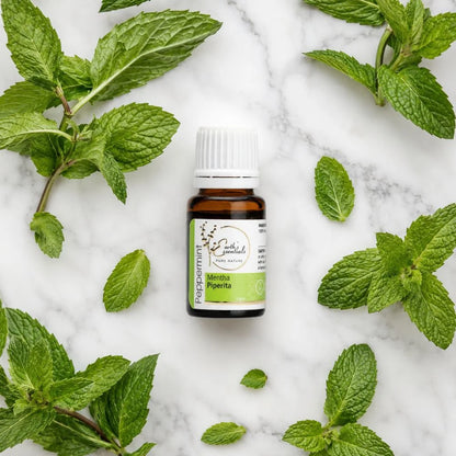 Peppermint - Mentha Piperita