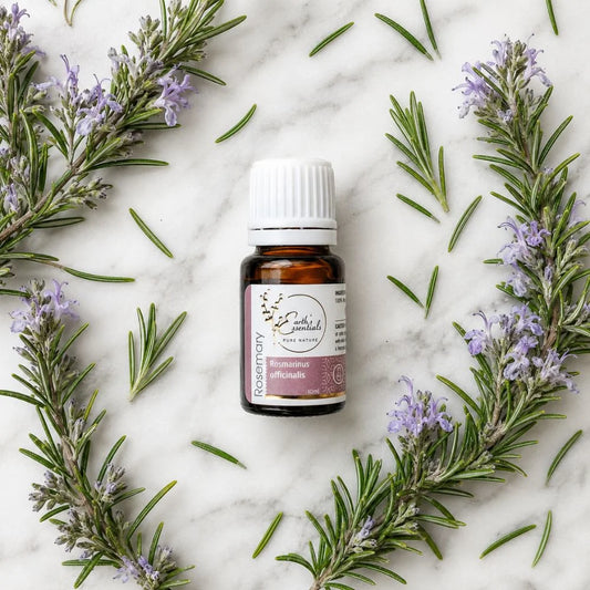 Rosemary - Rosmarinus Officinalis